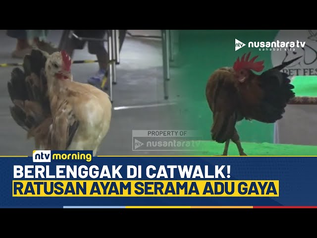 Youtube Thumnail image of : Kontes Ayam Serama Tingkat Nasional Digelar di Pet Festival 2025 Surabaya | NTV MORNING