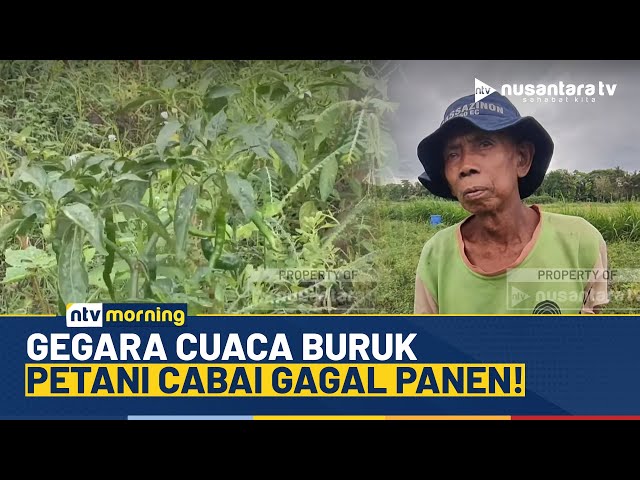 Youtube Thumnail image of : Petani Cabai Kulonprogo Mengalami Kerugian Akibat Banjir dan Cuaca Ekstrem | NTV MORNING