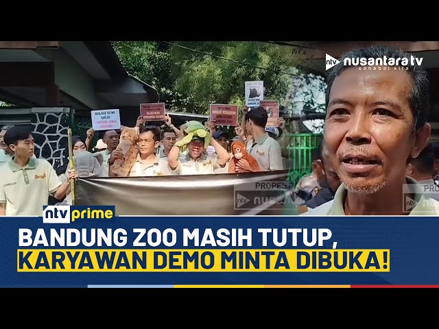 Youtube Thumnail image of : Puluhan Karyawan Bandung Zoo Gelar Aksi, Tuntut Kebun Binatang Kembali Beroperasi | NTV PRIME