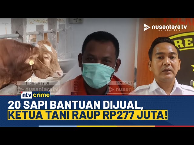 Youtube Thumnail image of : Polres Lampung Selatan Ungkap Kasus Korupsi Bantuan Ternak Sapi Senilai Rp277 Juta | NTV CRIME