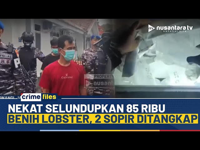 Youtube Thumnail image of : Lagi! Puluhan Ribu Benih Lobster Ilegal di Banyuwangi Disita, Dijual dengan Harga Fantastis | NTV