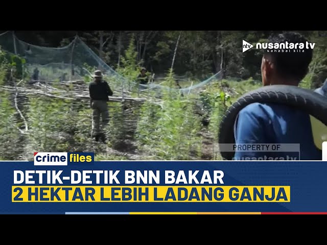 Youtube Thumnail image of : Tumbuh Subur, 12 Ton Ganja di Aceh Besar Langsung Dimusnahkan BNN | CRIME FILES