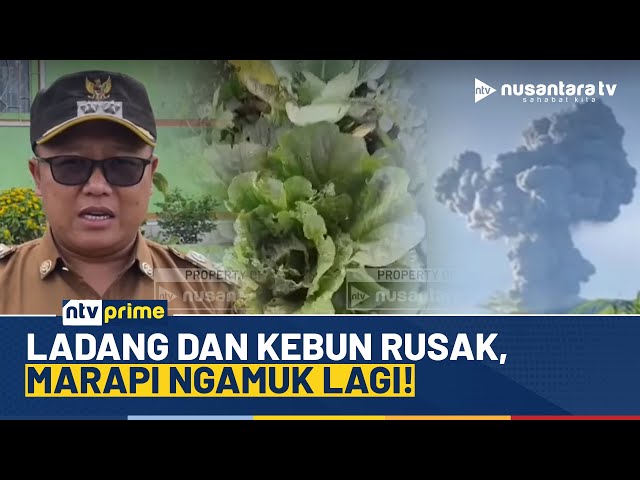 Youtube Thumnail image of : Erupsi Gunung Marapi di Agam, Puluhan Hektar Ladang Tertimbun Abu Vulkanik | NTV PRIME | NTV PRIME