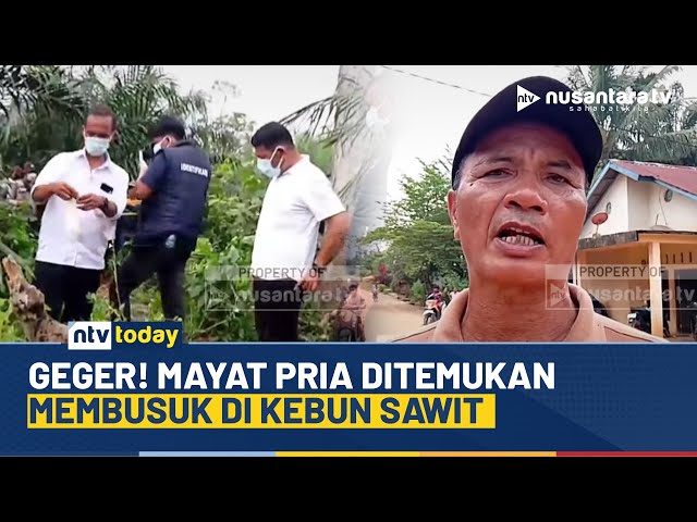 Youtube Thumnail image of : Sempat Hilang, Seorang Pria Ditemukan Tewas Membusuk di Kebun Sawit | NTV TODAY