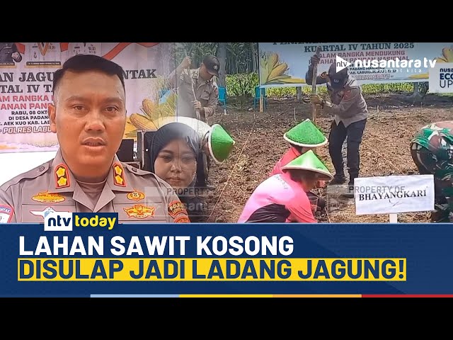 Youtube Thumnail image of : Polres Labuhanbatu Bersama Petani Manfaatkan Lahan Sawit Kosong untuk Jagung | NTV TODAY