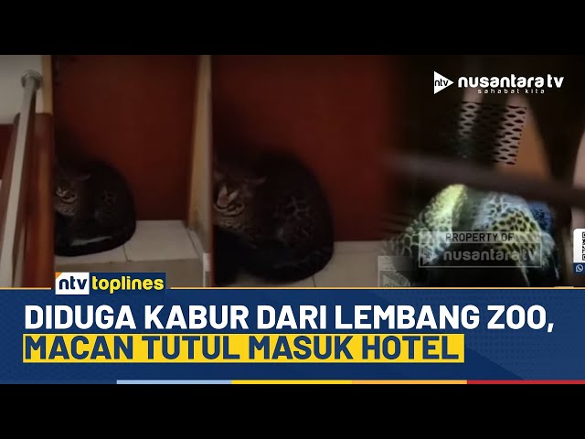 Youtube Thumnail image of : Mencekam! Macan Tutul Masuk Hotel di Bandung, Diduga Kabur dari Lembang Zoo | NTV TOPLINES