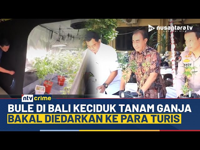 Youtube Thumnail image of : Heboh WNA di Bali Berulah Lagi, Keciduk Tanam Ganja di dalam Rumah | NTV CRIME