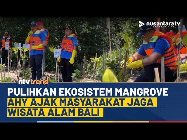 Youtube Thumnail image of : Langkah Nyata AHY! Tanam Mangrove di Batu Lumbang, Dorong Pelestarian Alam Bali | NTV