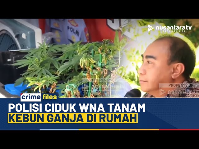 Youtube Thumnail image of : Keciduk Tanam Kebun Ganjar, Polisi Langsung Gerebek WNA di Rumahnya | CRIME FILES