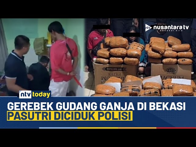 Youtube Thumnail image of : Heboh! Detik-detik Polisi Tangkap 3 Pengedar Ganja Senilai Rp1,6 Miliar | NTV TODAY