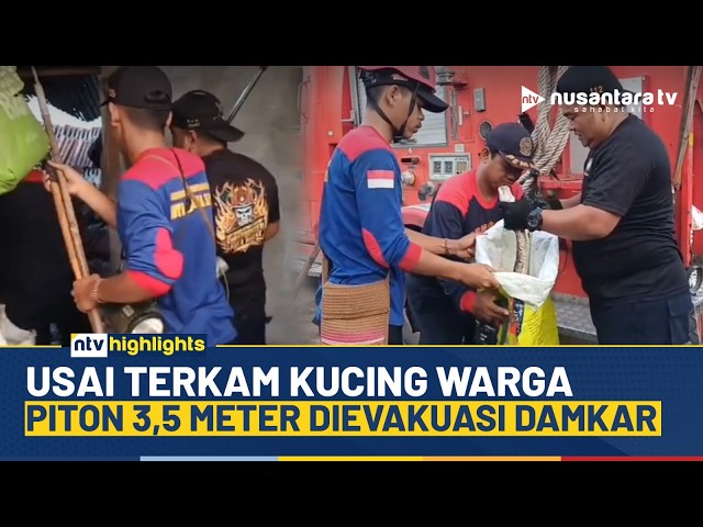 Youtube Thumnail image of : Ngeri! Detik-detik Damkar Evakuasi Ular Piton 3,5 Meter Usai Mangsa Kucing Warga | NTV HIGHLIGHTS